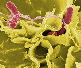 Salmonella (genus)